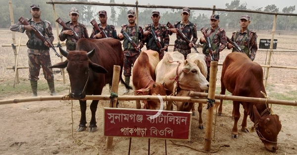 রোববার সুনামগঞ্জে অভিযান চালিয়ে ৫টি ভারতীয় গরু আটক করে বিজিবি। ছবি: বাসস