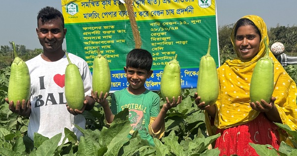 এক কেজি ওজনের ‘লাউ বেগুন’ চাষে সফল নওগাঁর রফিকুল-বৃষ্টি দম্পতি। ছবি: বাসস এক কেজি ওজনের ‘লাউ বেগুন’ চাষে সফল নওগাঁর রফিকুল-বৃষ্টি দম্পতি
